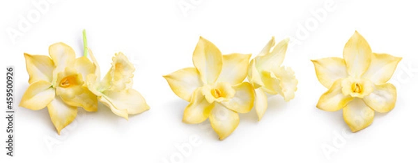 Obraz Vanilla orchid on white flaxen background, vanilla flowers set, closeup.