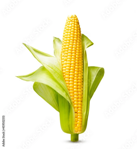 Fototapeta Ear of corn isolated on a white background. Fresh corncob.