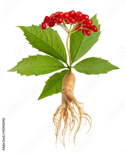 Obraz Ginseng plant isolated on white background. Medical wild ginseng root.