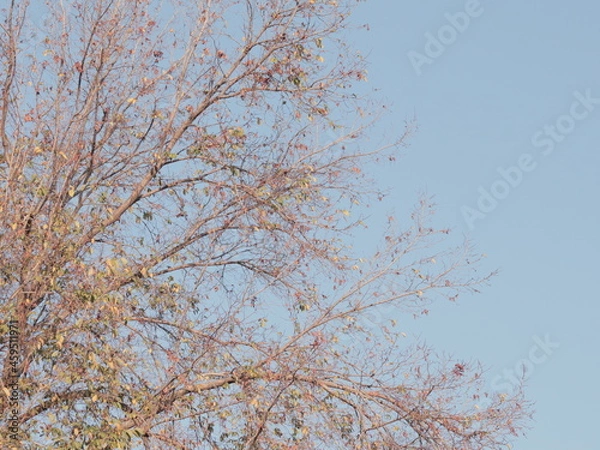 Obraz tree in the sky