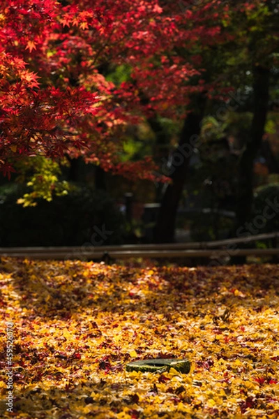 Obraz いちょうの黄色い絨毯