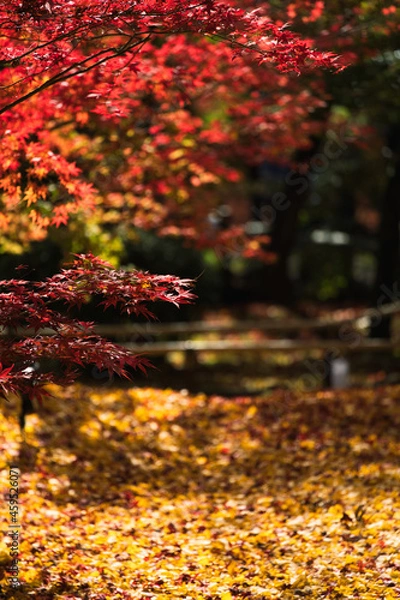 Obraz いちょうの黄色い絨毯