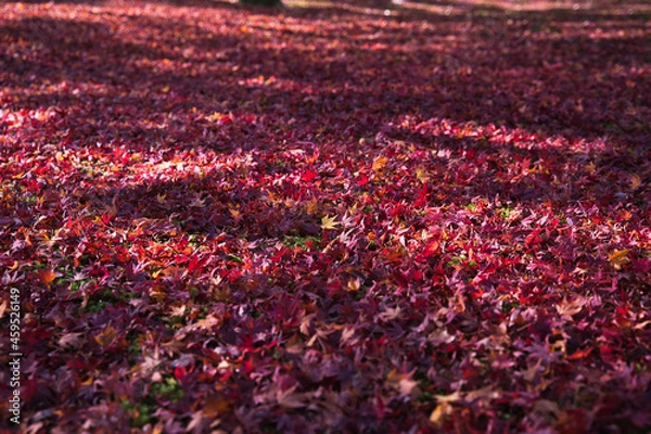Obraz 紅葉の赤い絨毯　散り紅葉
