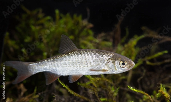 Fototapeta Freshwater fish ide (Leuciscus idus)