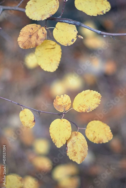 Obraz autumn leaves on the ground