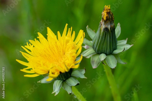 Obraz Mniszek Lekarski /  Sonchus arvensis L. / Mlecz na łące