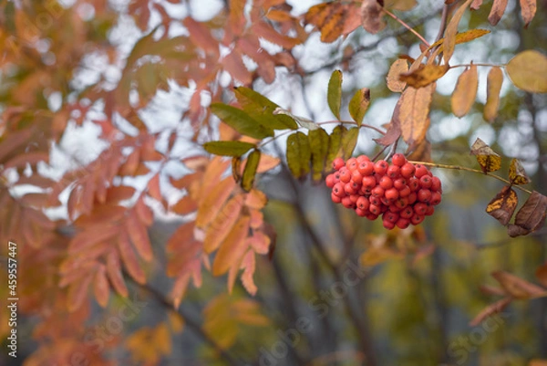 Obraz Ashberry and the autumn leaves background