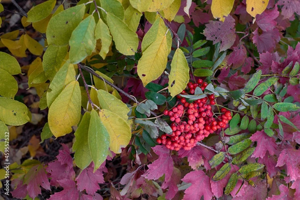 Obraz Ashberry and the autumn leaves background