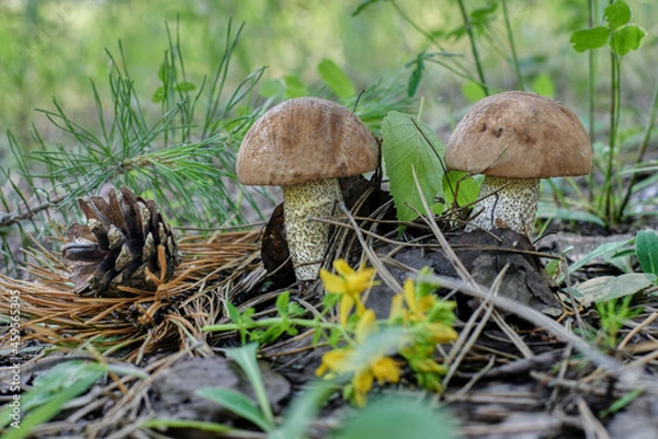 Obraz mushrooms in the grass