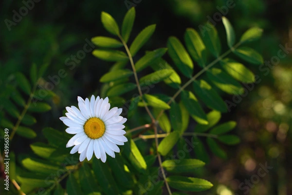 Obraz daisy flower in the grass