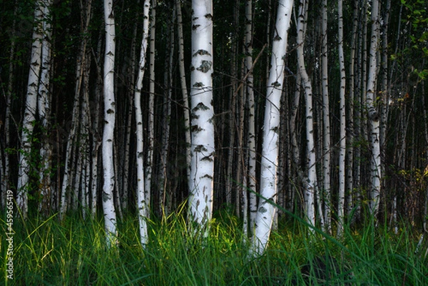 Obraz Birch forest in summer at sunset