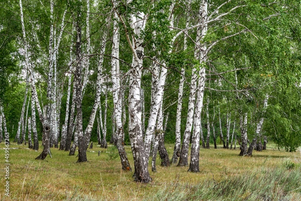 Obraz Birch grove in spring