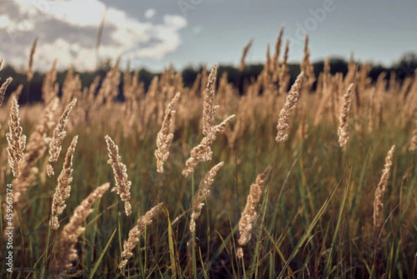 Obraz Grass in the wind on the field