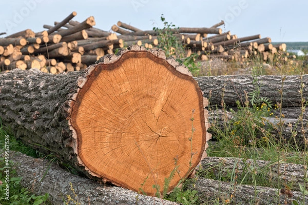 Obraz A logs in the forest
