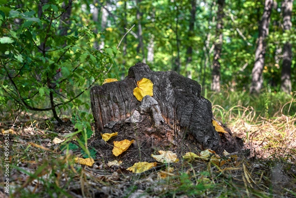 Obraz A stump in the forest