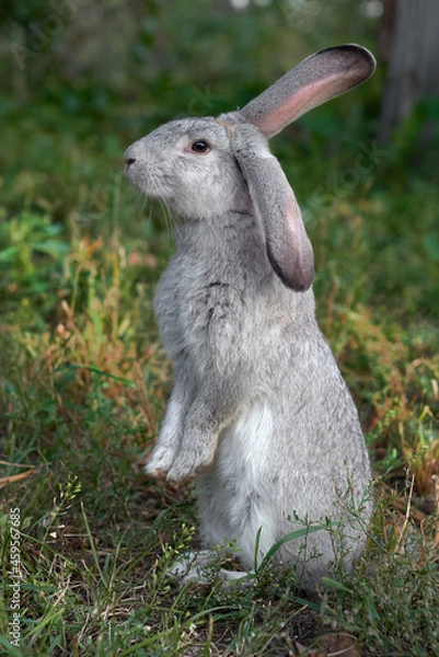 Obraz Grey rabbit on the grass