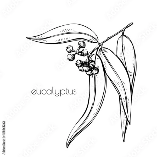 Fototapeta Black eucalyptus sketch in vintage style. Vector outline illustration. Isolated line art. Ffloral simple design. Botany decor.