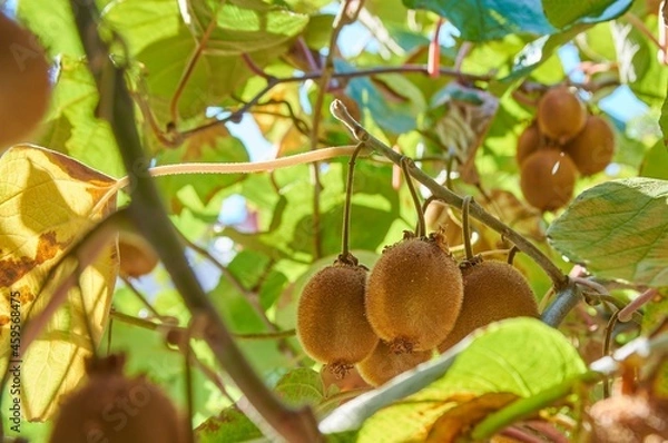Fototapeta Closeup of a kiwi tree with kiwi fruits.