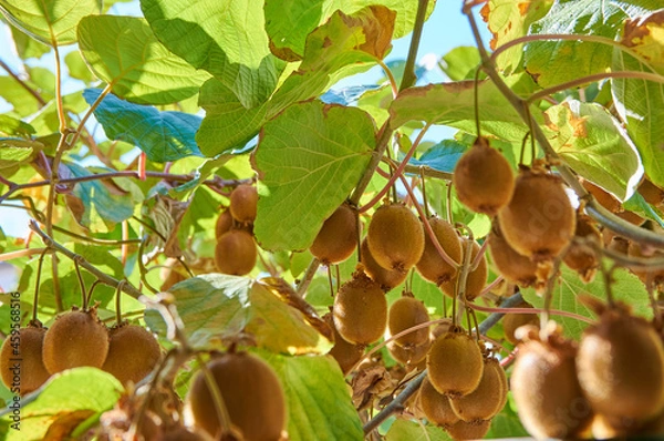 Fototapeta Closeup of a kiwi tree with kiwi fruits.