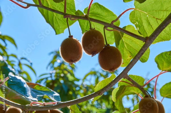 Fototapeta Closeup of a kiwi tree with kiwi fruits.