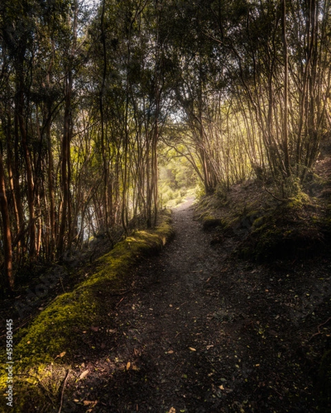 Obraz path in the woods