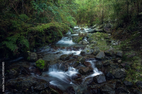 Obraz waterfall in the forest