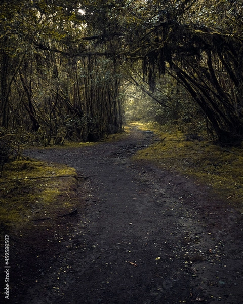 Obraz path in the woods
