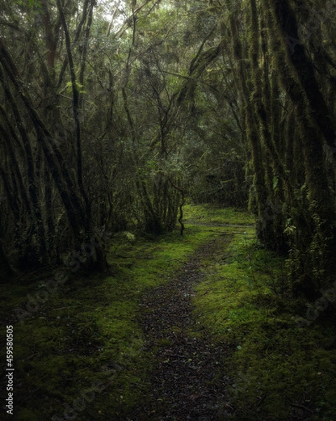 Obraz footpath in the woods