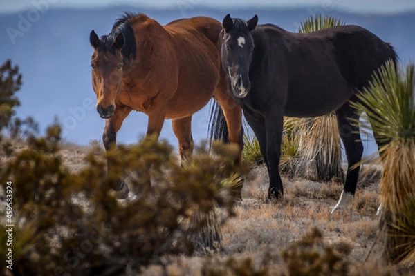 Fototapeta Wild Mustangs