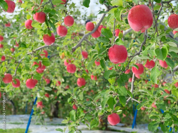 Obraz 真っ赤に完熟した早生ふじ