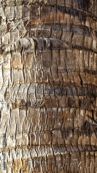 Obraz Palm bark