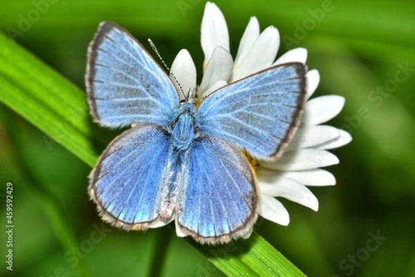 Obraz butterfly on flower
