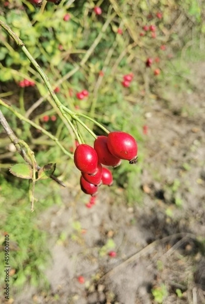 Obraz red berries on a bush