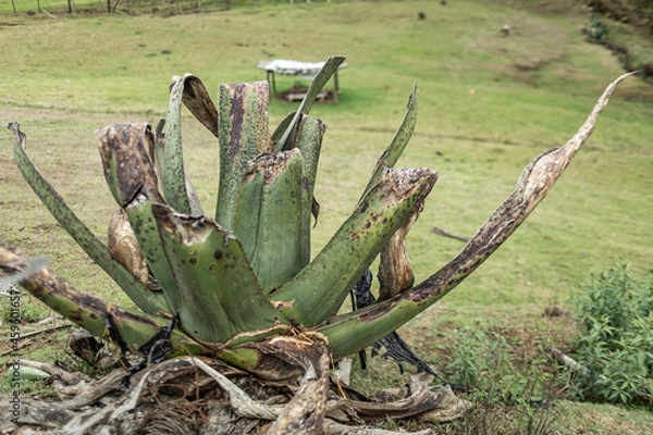 Fototapeta Agave pulguero