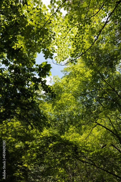 Fototapeta 新緑の森