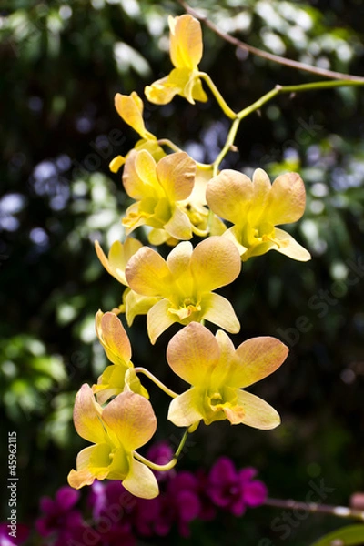 Obraz Yellow Orchid Flowers