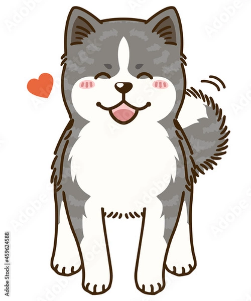 Fototapeta 懐く秋田犬（虎毛）