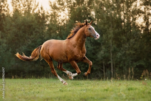 Fototapeta Don breed horse running on the field at sunset in summer. Russian golden horse.