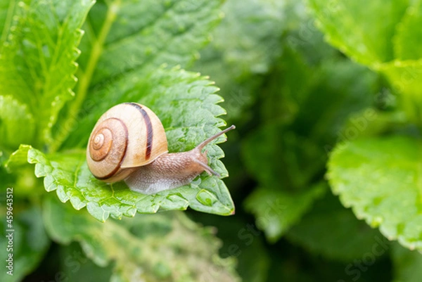 Fototapeta カタツムリ