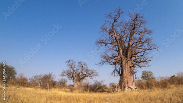 Fototapeta Huge single baobab tree standing in it's natural habitat in Namibia, Africa