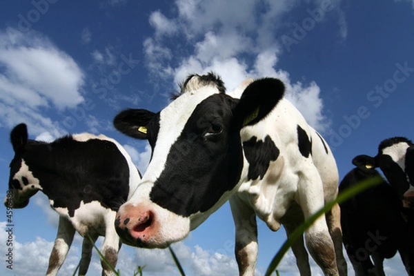 Fototapeta young cow inspecting the camera