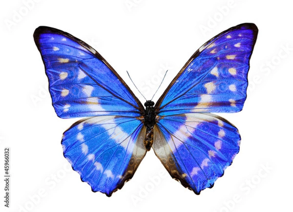 Obraz blue morpho butterfly