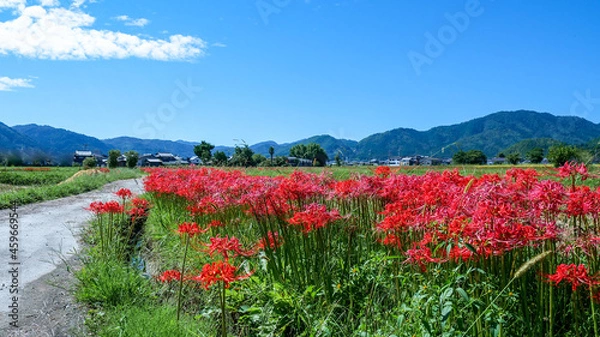Fototapeta 畦道の彼岸花