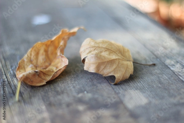 Obraz Leaf on a wooden background