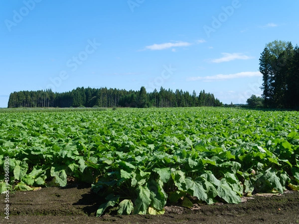 Obraz 爽快な青空と広大なごぼう畑