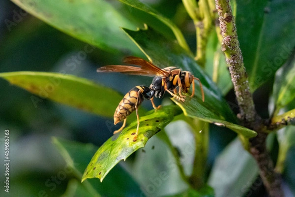 Obraz セグロアシナガバチ