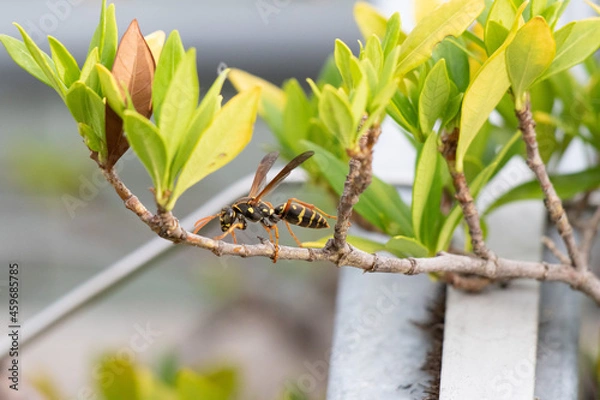 Obraz フタモンアシナガバチ