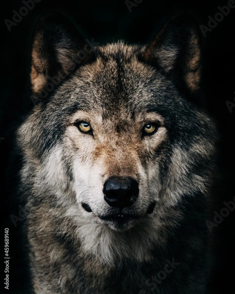 Fototapeta Wolf