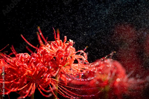 Fototapeta 満開の彼岸花