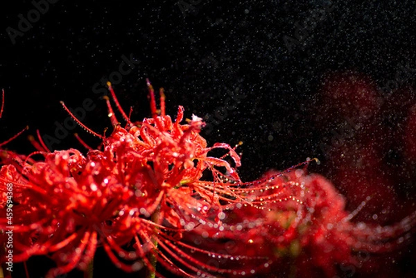 Fototapeta 満開の彼岸花